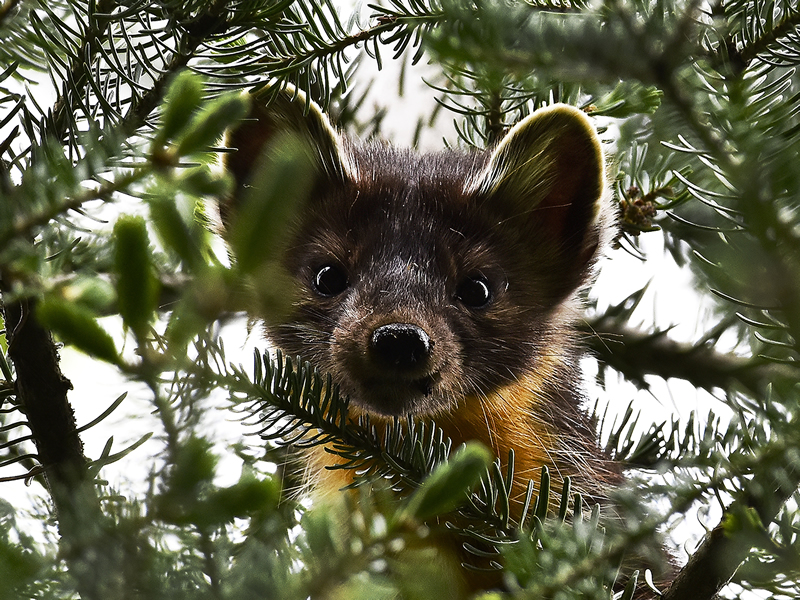 Watching You Watching Me by Dustin Glaseman